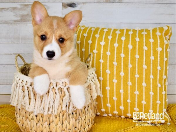 Pembroke Welsh Corgi-DOG-Female-Red-3757-Petland Lee's Summit, MO