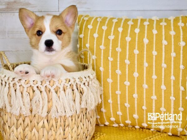 Pembroke Welsh Corgi-DOG-Male-Sable-3760-Petland Lee's Summit, MO