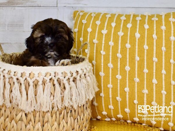 Shih Poo-DOG-Male-Brindle-3790-Petland Lee's Summit, MO