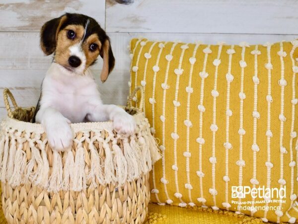 Wire Fox Beagle-DOG-Female-Tri-Color-3794-Petland Lee's Summit, MO
