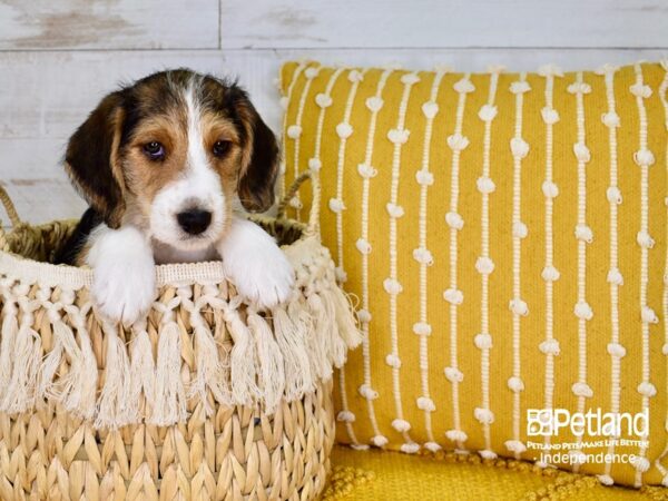 Wire Fox Beagle-DOG-Male-Tri-Color-3793-Petland Lee's Summit, MO