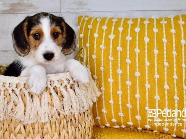Wire Fox Beagle-DOG-Male-Tri-Color-3792-Petland Lee's Summit, MO