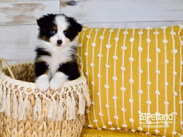 Toy Australian Shepherd-DOG-Male-Black Tri-Color-3797-Petland Lee's Summit, MO