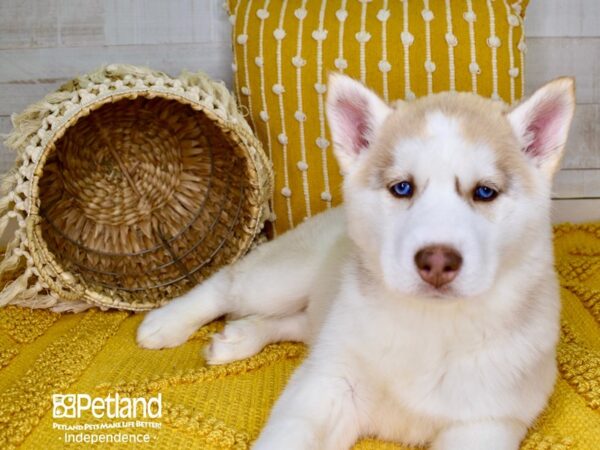 Siberian Husky-DOG-Female-Silver-3809-Petland Lee's Summit, MO