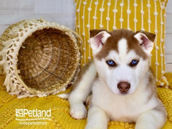 Siberian Husky-DOG-Female-Red & White-3808-Petland Lee's Summit, MO