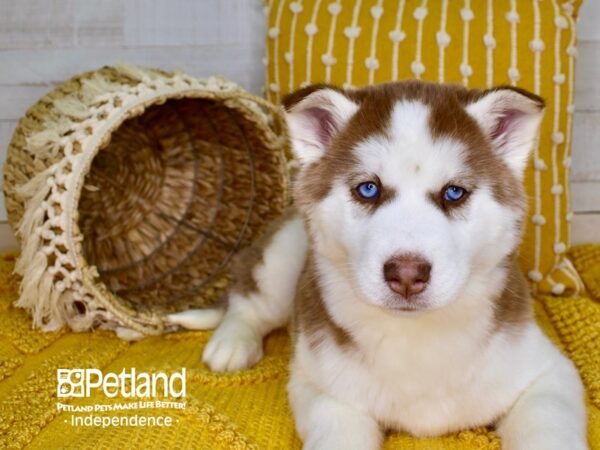 Siberian Husky-DOG-Female-Red & White-3807-Petland Lee's Summit, MO