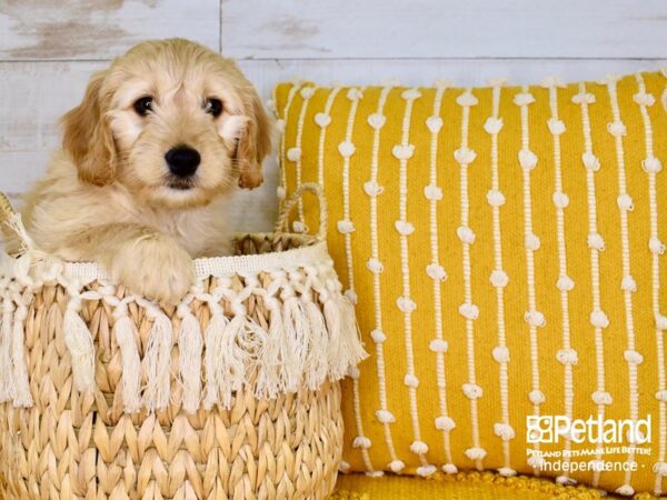 Miniature Goldendoodle DOG Male Golden 3798 Petland Lee's Summit, MO
