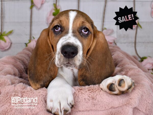 Basset Hound-DOG-Female-Tri-Color-3597-Petland Lee's Summit, MO