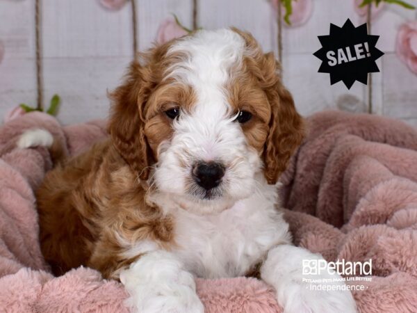 Mini Goldendoodle-DOG-Male--3655-Petland Lee's Summit, MO