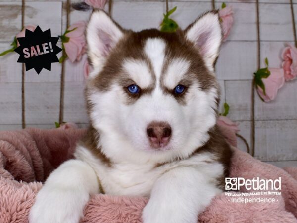 Siberian Husky-DOG-Female-Red and White-3705-Petland Lee's Summit, MO