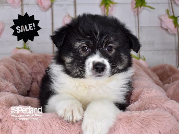 Miniature Australian Eskimo-DOG-Male--3657-Petland Lee's Summit, MO