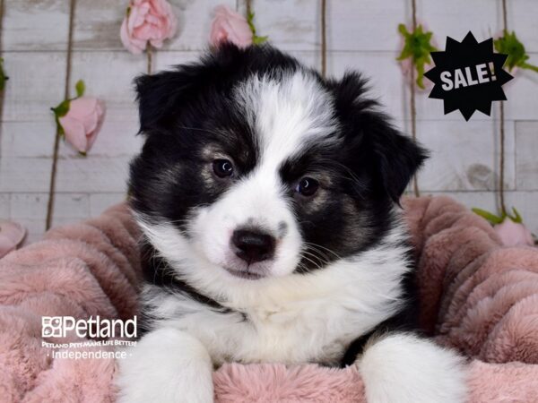 Miniature Australian Eskimo-DOG-Female--3658-Petland Lee's Summit, MO