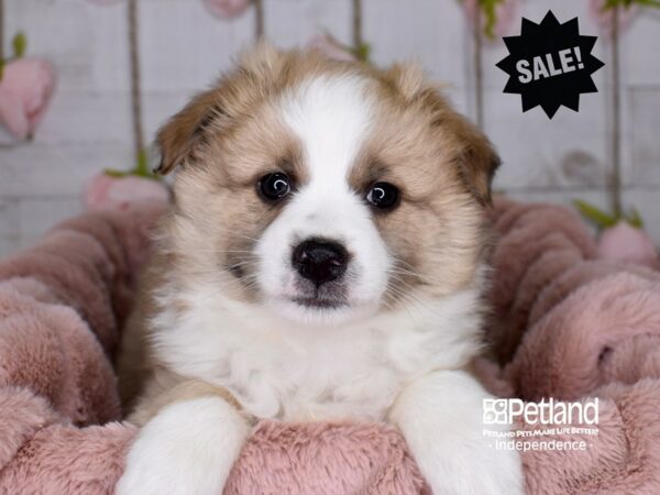 Miniature Australian Eskimo-DOG-Male-Sable & White-3671-Petland Lee's Summit, MO