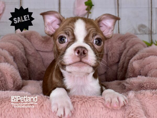 Boston Terrier-DOG-Female-Seal & White-3666-Petland Lee's Summit, MO