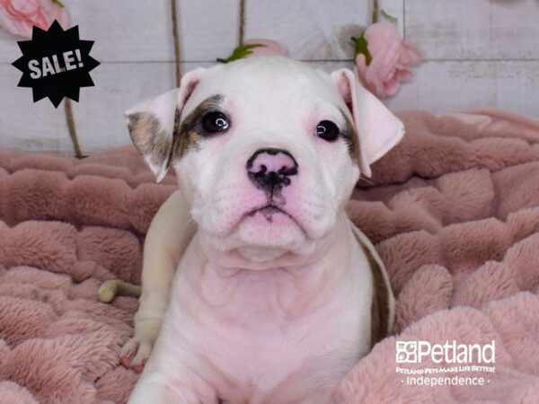 American Bulldog-DOG-Male-White and Brindle-3710-Petland Lee's Summit, MO