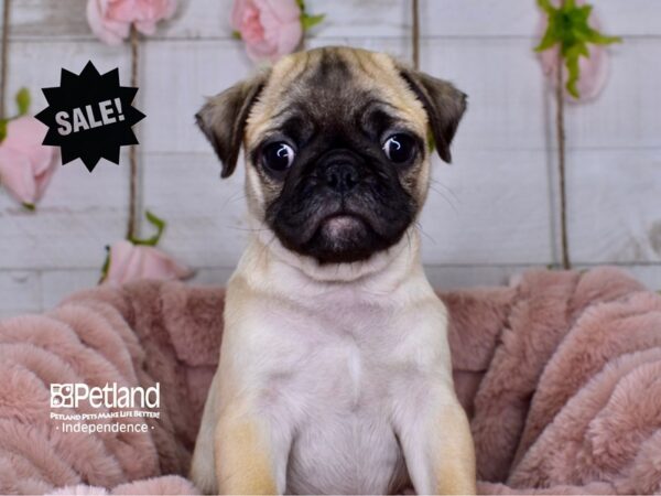 Pug-DOG-Male-Fawn Black Mask-3665-Petland Lee's Summit, MO