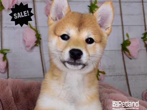 Shiba Inu-DOG-Female-Red Sesame-3604-Petland Lee's Summit, MO