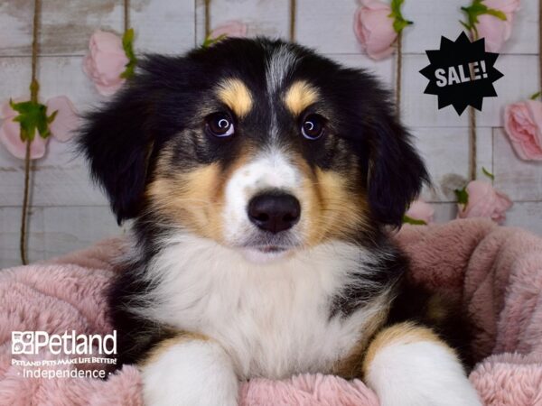 Miniature Australian Shepherd-DOG-Female-Black-3733-Petland Lee's Summit, MO