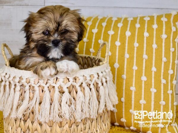 Lhasa Apso-DOG-Male-Red and Gold-3819-Petland Lee's Summit, MO