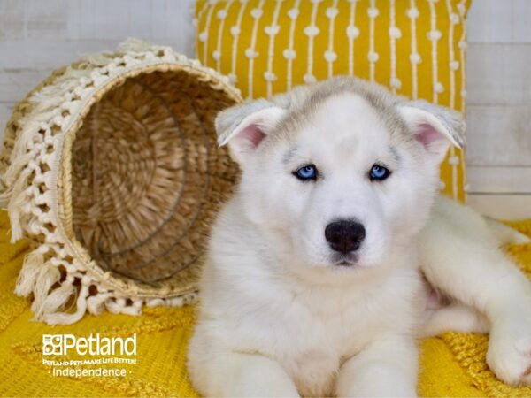 Siberian Husky-DOG-Male-Silver-3817-Petland Lee's Summit, MO