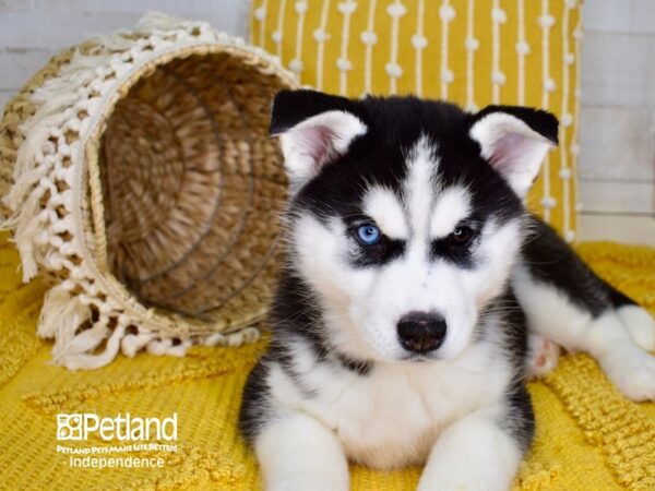 Siberian Husky-DOG-Female-Black and White-3816-Petland Lee's Summit, MO