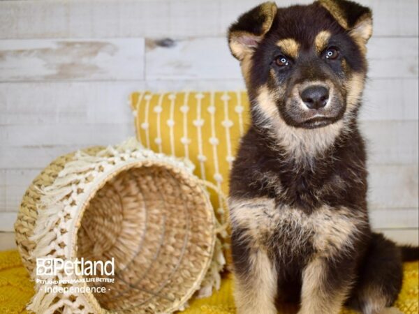 German Shepherd-DOG-Female-Black and Tan-3813-Petland Lee's Summit, MO