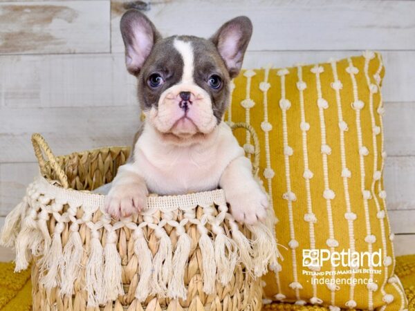 French Bulldog-DOG-Female-Blue Fawn Piebald-3833-Petland Lee's Summit, MO