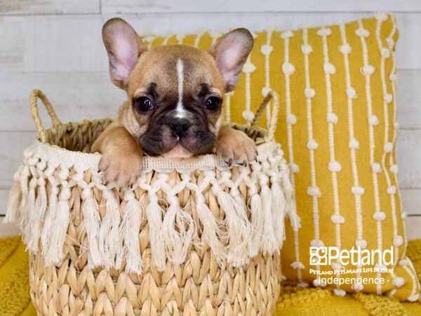 French Bulldog-DOG-Male-Red-3831-Petland Lee's Summit, MO