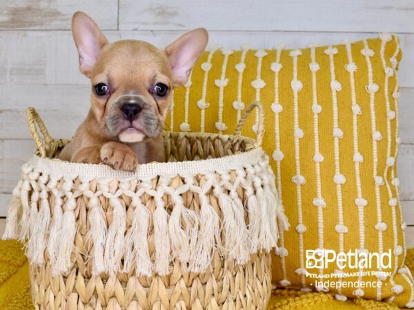 French Bulldog-DOG-Female-Blue Fawn-3834-Petland Lee's Summit, MO