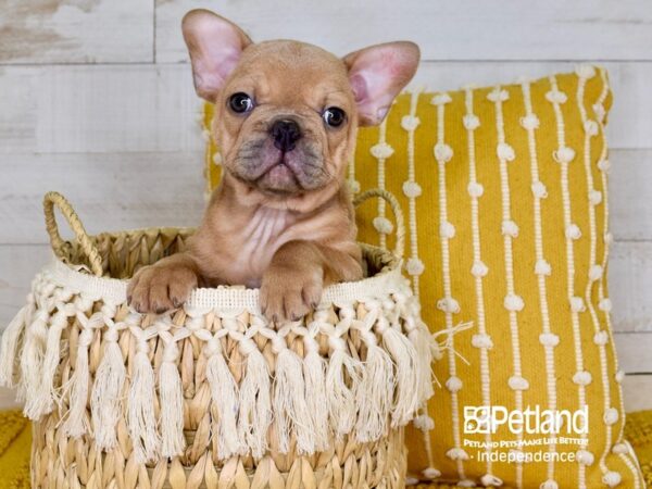 French Bulldog-DOG-Male--3820-Petland Lee's Summit, MO
