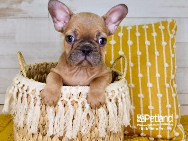 French Bulldog-DOG-Female--3821-Petland Lee's Summit, MO