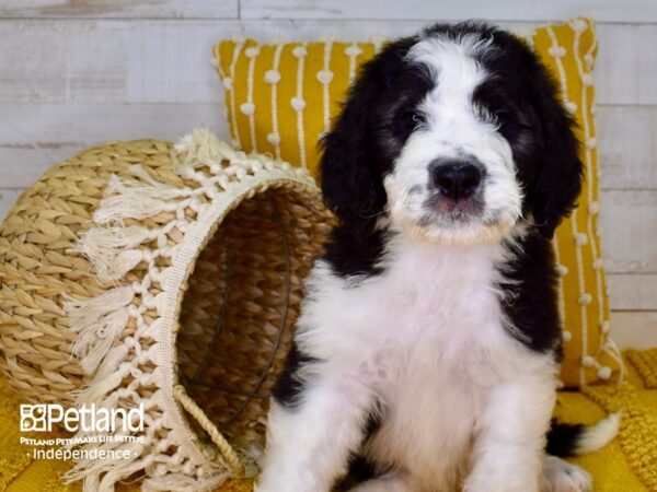 Saint BerDoodle-DOG-Female-Black and White-3830-Petland Lee's Summit, MO