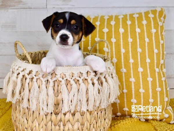 Jack Russell Terrier-DOG-Female-Tan & White-3835-Petland Lee's Summit, MO