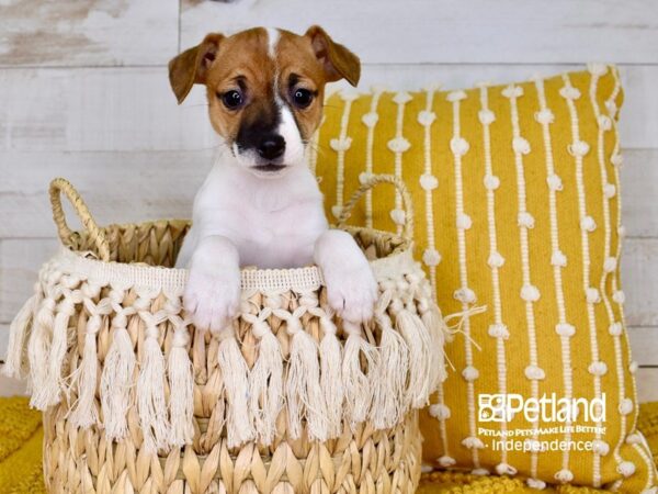 Jack Russell Terrier-DOG-Female-Tan & White-3836-Petland Lee's Summit, MO