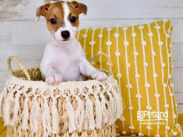Jack Russell Terrier-DOG-Female-Tan & White-3837-Petland Lee's Summit, MO