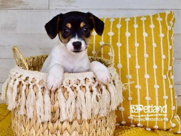 Jack Russell Terrier-DOG-Female-Tan & White-3823-Petland Lee's Summit, MO