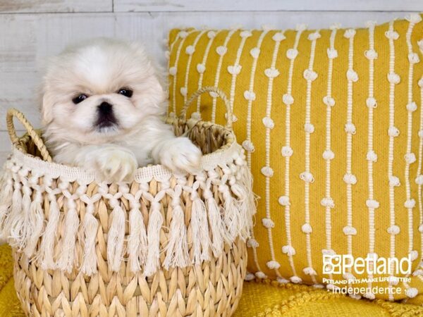 Pekingese-DOG-Male-Biscuit-3824-Petland Lee's Summit, MO