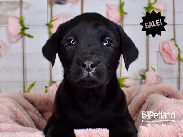 Labrador Retriever-DOG-Female-Black-3727-Petland Lee's Summit, MO