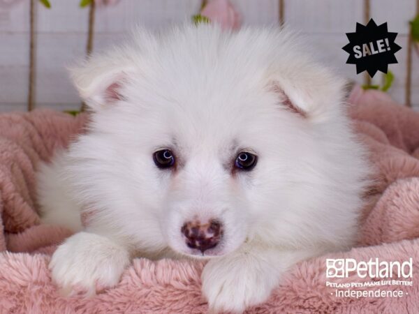 American Eskimo-DOG-Female-White-3761-Petland Lee's Summit, MO