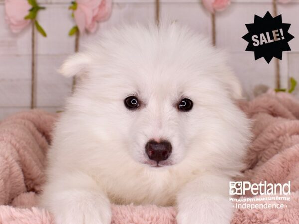 American Eskimo-DOG-Male-White-3763-Petland Lee's Summit, MO