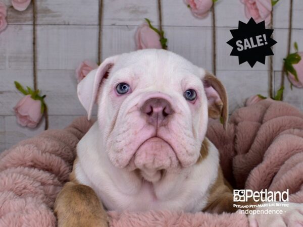 English Bulldog-DOG-Male--3681-Petland Lee's Summit, MO