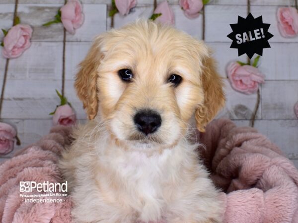 Goldendoodle-DOG-Female-Golden-3688-Petland Lee's Summit, MO