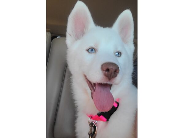 Siberian Husky-DOG-Female-White-3768-Petland Lee's Summit, MO