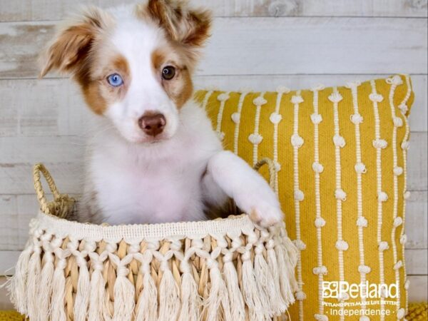 Miniature Australian Shepherd-DOG-Male-Red Merle, White Markings, Tan Points-3716-Petland Lee's Summit, MO