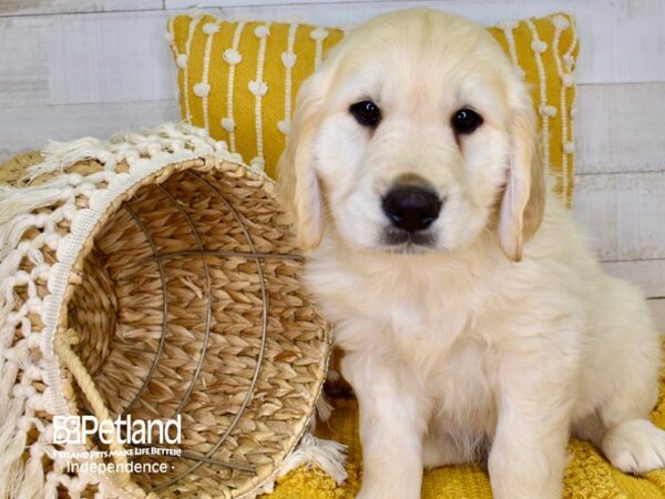 Golden Retriever-DOG-Male-Golden-3839-Petland Lee's Summit, MO