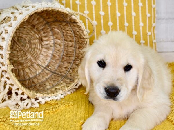Golden Retriever-DOG-Female-Golden-3840-Petland Lee's Summit, MO