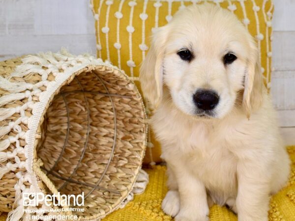 Golden Retriever-DOG-Male-Golden-3841-Petland Lee's Summit, MO