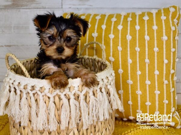 Yorkshire Terrier-DOG-Male-Black and Tan-3845-Petland Lee's Summit, MO