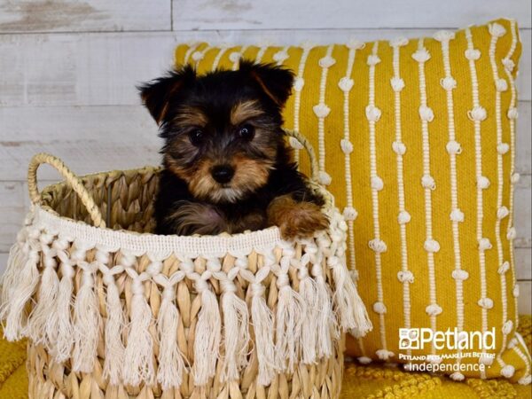 Yorkshire Terrier-DOG-Female-Black and Tan-3846-Petland Lee's Summit, MO