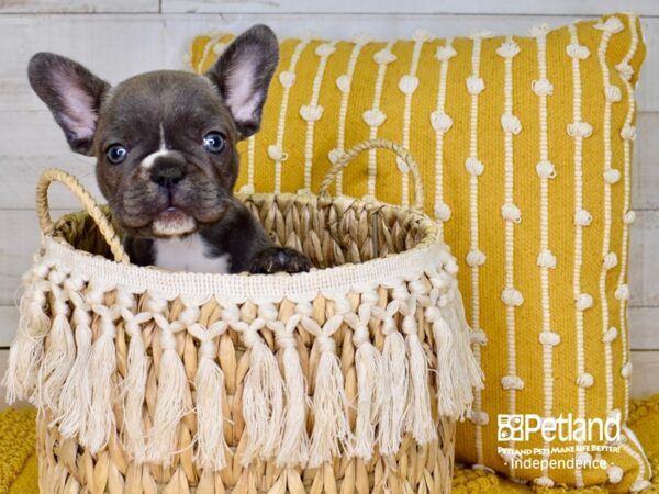 French Bulldog-DOG-Female-Blue-3848-Petland Lee's Summit, MO